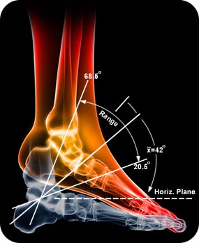 Biomechanics foot