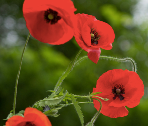 Poppie Plants 