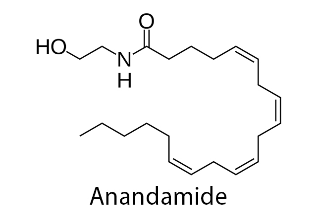 Anandamide chemical diagram